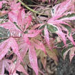 Javor dlanitolistý 'Geisha Gone Wild' - Acer palmatum 'Geisha Gone Wild'