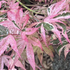 Acer palmatum 'Geisha Gone Wild'.png