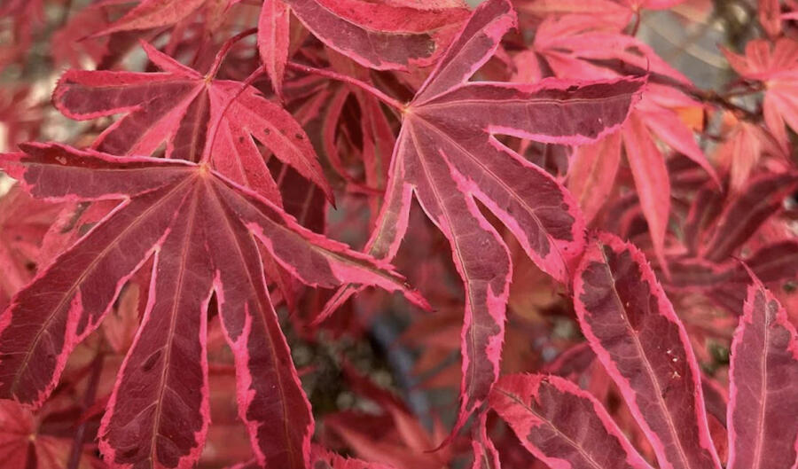 Javor dlanitolistý 'Geisha Gone Wild' - Acer palmatum 'Geisha Gone Wild'