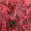 Javor dlanitolistý 'Geisha Gone Wild' - Acer palmatum 'Geisha Gone Wild'