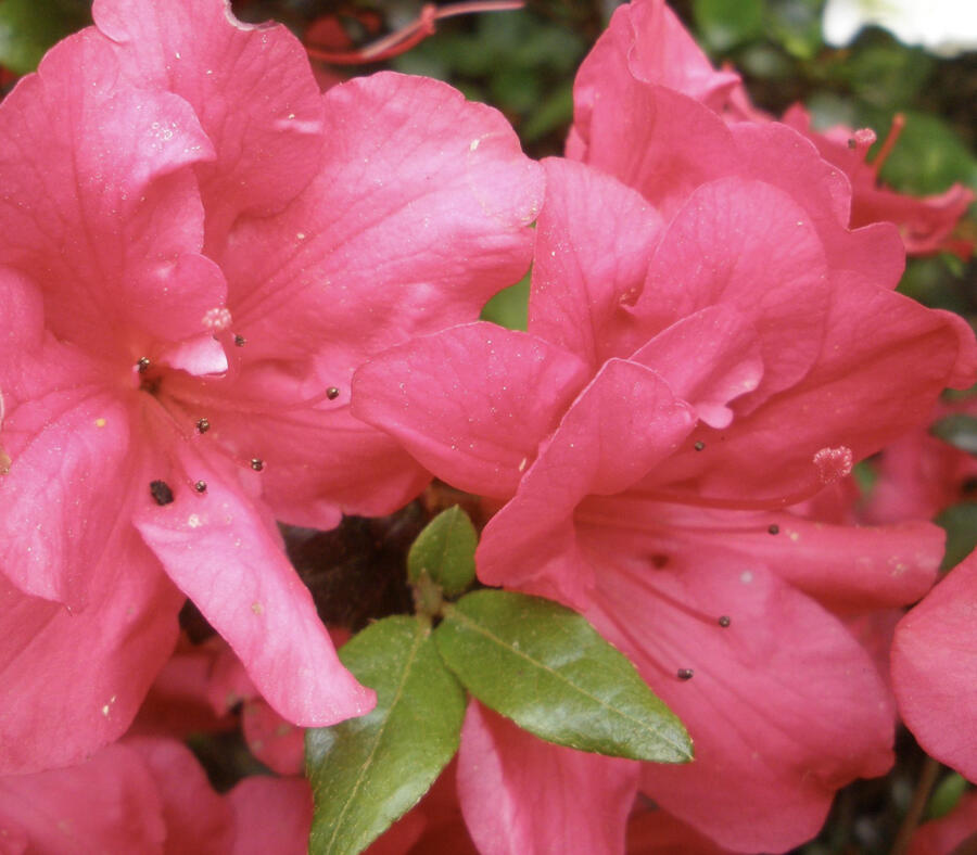 Azalka japonská 'Maruschka' - Azalea japonica 'Maruschka'