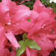 Azalka japonská 'Maruschka' - Azalea japonica 'Maruschka'