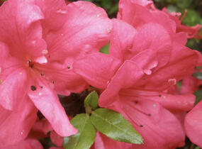 Azalka japonská 'Maruschka' - Azalea japonica 'Maruschka'