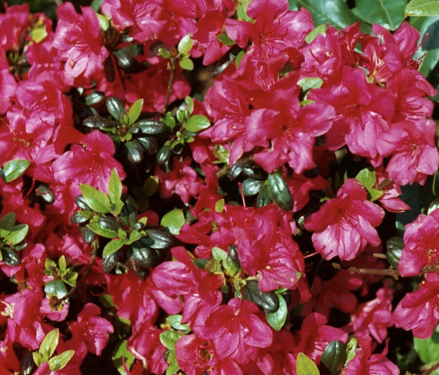 Azalka japonská 'Maruschka' - Azalea japonica 'Maruschka'