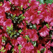 Azalka japonská 'Maruschka' - Azalea japonica 'Maruschka'