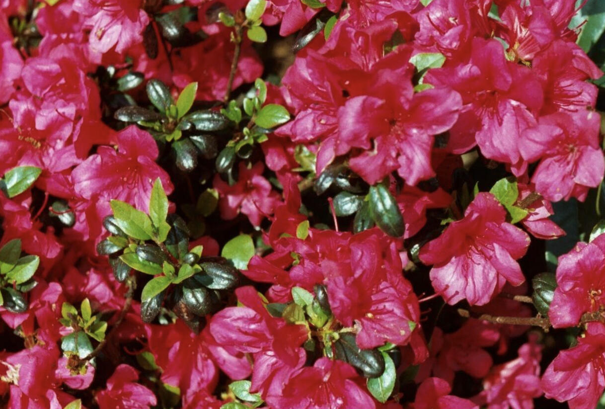 Azalka japonská 'Maruschka' - Azalea japonica 'Maruschka'