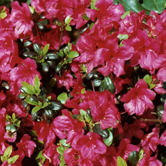 Azalka japonská 'Maruschka' - Azalea japonica 'Maruschka'