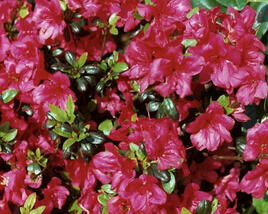 Azalka japonská 'Maruschka'