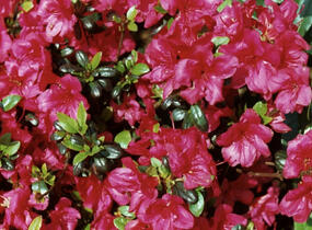Azalka japonská 'Maruschka' - Azalea japonica 'Maruschka'