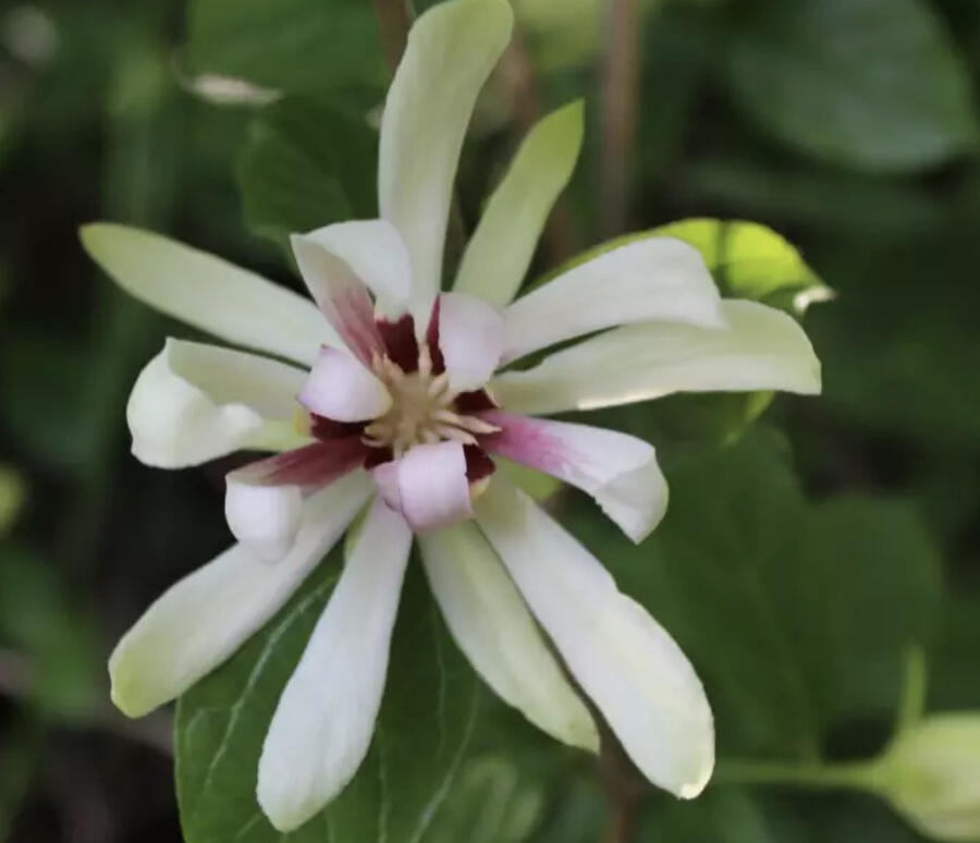 Sazaník 'Venus' - Calycanthus (Sinocalycanthus) 'Venus'