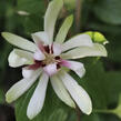 Sazaník 'Venus' - Calycanthus (Sinocalycanthus) 'Venus'