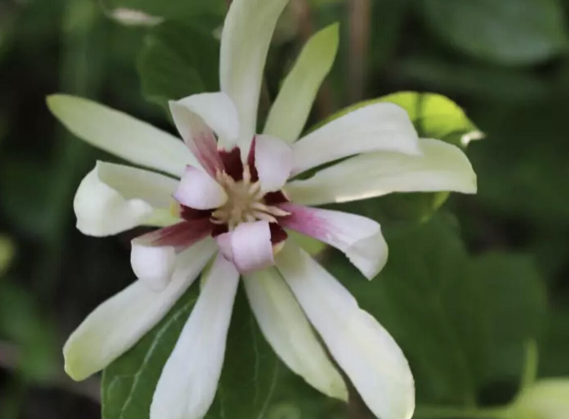 Sazaník 'Venus' - Calycanthus (Sinocalycanthus) 'Venus'