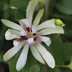Sazaník 'Venus' - Calycanthus (Sinocalycanthus) 'Venus'