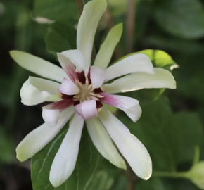 Sazaník 'Venus' - Calycanthus (Sinocalycanthus) 'Venus'