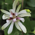 Calycanthus (Sinocalycanthus) 'Venus'.png