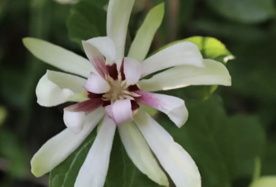 Sazaník 'Venus' - Calycanthus (Sinocalycanthus) 'Venus'