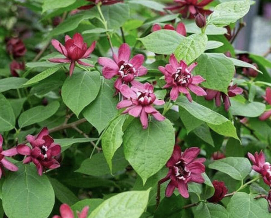 Sazaník 'Hartlage Wine' - Calycanthus x raulstonii 'Hartlage Wine'