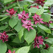 Sazaník 'Hartlage Wine' - Calycanthus x raulstonii 'Hartlage Wine'