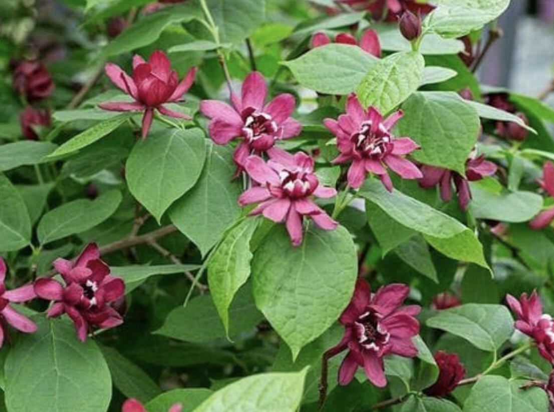 Sazaník 'Hartlage Wine' - Calycanthus x raulstonii 'Hartlage Wine'