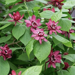 Sazaník 'Hartlage Wine' - Calycanthus x raulstonii 'Hartlage Wine'