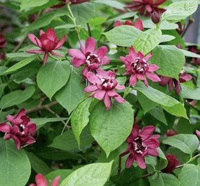 Sazaník 'Hartlage Wine' - Calycanthus x raulstonii 'Hartlage Wine'