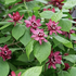 Calycanthus x raulstonii 'Hartlage Wine'.png