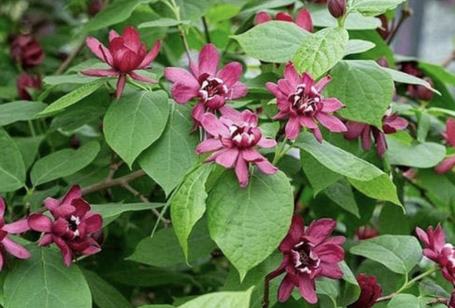 Sazaník 'Hartlage Wine' - Calycanthus x raulstonii 'Hartlage Wine'