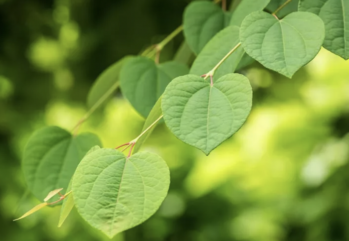 Zmarličník japonský 'Glowball' - Cercidiphyllum japonicum 'Glowball'