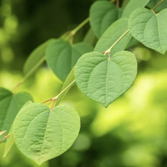 Zmarličník japonský 'Glowball' - Cercidiphyllum japonicum 'Glowball'