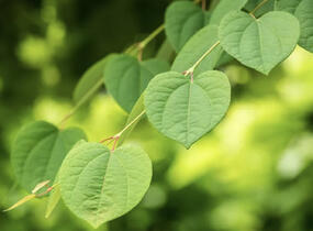 Zmarličník japonský 'Glowball' - Cercidiphyllum japonicum 'Glowball'