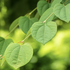 Cercidiphyllum japonicum 'Glowball'.png