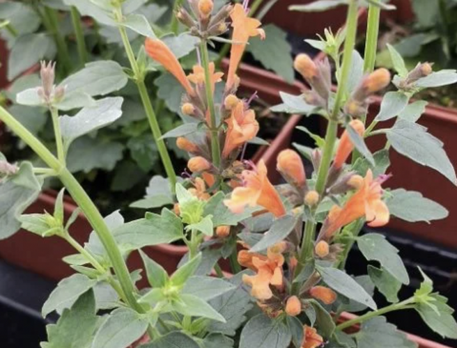 Agastache 'Apadana Orange' - Agastache hybrida 'Apadana Orange'