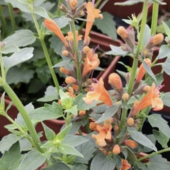 Agastache 'Apadana Orange' - Agastache hybrida 'Apadana Orange'
