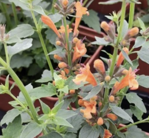 Agastache 'Apadana Orange' - Agastache hybrida 'Apadana Orange'