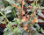 Agastache 'Apadana Orange'