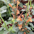 Agastache hybrida 'Apadana Orange'.png