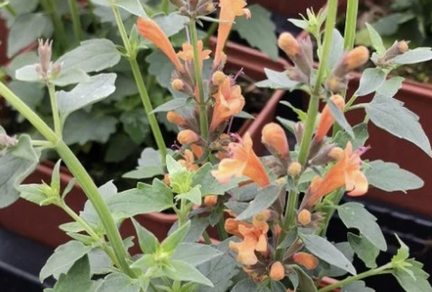 Agastache 'Apadana Orange' - Agastache hybrida 'Apadana Orange'