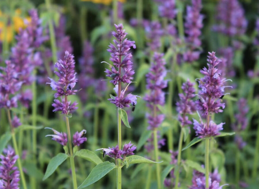 Agastache 'Ayala' - Agastache hybrida 'Ayala'