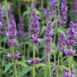 Agastache 'Ayala' - Agastache hybrida 'Ayala'