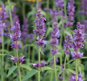 Agastache 'Ayala'