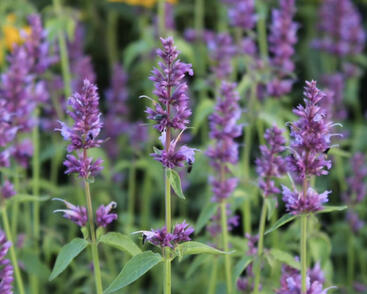 Agastache 'Ayala'