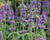 Agastache 'Ayala'