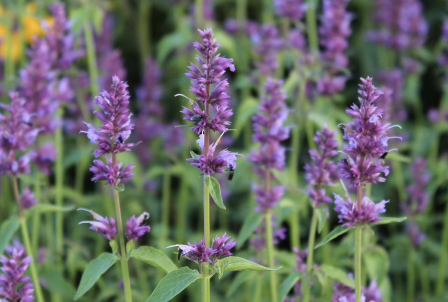 Agastache 'Ayala' - Agastache hybrida 'Ayala'