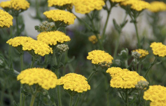 Řebříček zlatožlutý 'Grandiflora' - Achillea chrysocoma 'Grandiflora'