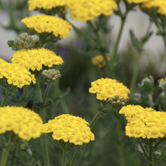Řebříček zlatožlutý 'Grandiflora' - Achillea chrysocoma 'Grandiflora'