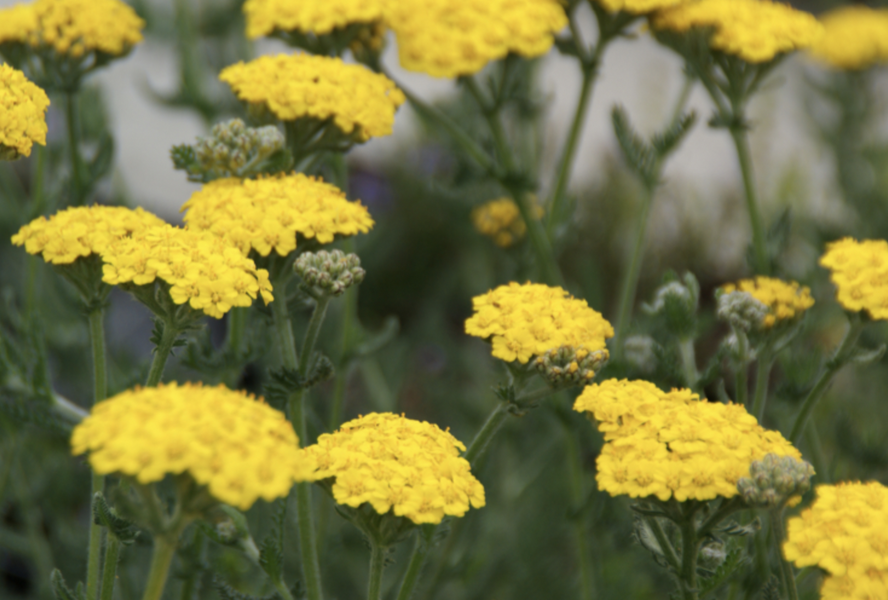 Řebříček zlatožlutý 'Grandiflora' - Achillea chrysocoma 'Grandiflora'