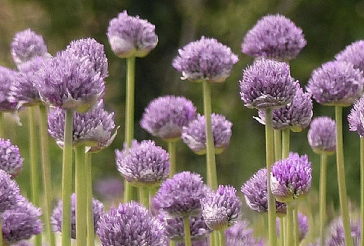 Česnek horský 'Blue Eddy' - Allium senescens 'Blue Eddy'