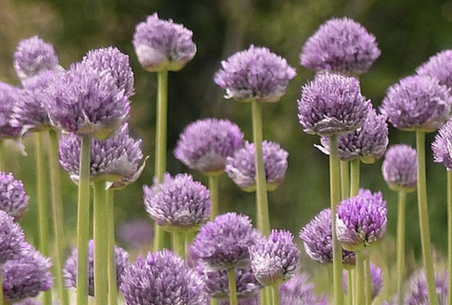 Česnek horský 'Blue Eddy' - Allium senescens 'Blue Eddy'