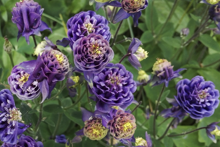 Orlíček obecný 'Winky Double Dark Blue- White' - Aquilegia vulgaris 'Winky Double Dark Blue- White'
