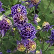Orlíček obecný 'Winky Double Dark Blue- White' - Aquilegia vulgaris 'Winky Double Dark Blue- White'